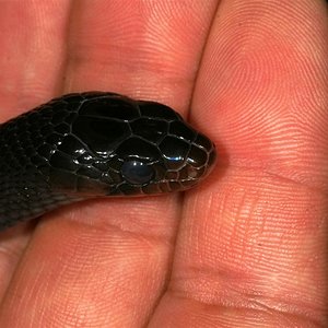 IMG_7601 (Large).JPG