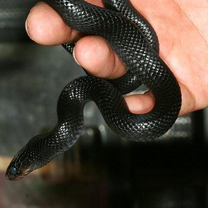 IMG_7597_2 (Large).jpg