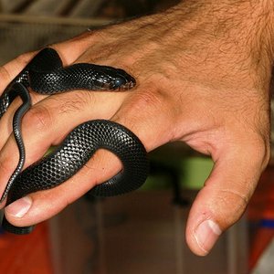 IMG_7598 (Large).JPG