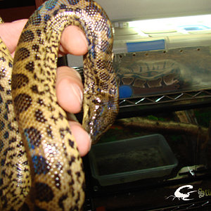 Anaconda (6).jpg