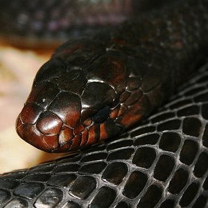 IMG_3610 (Large).JPG