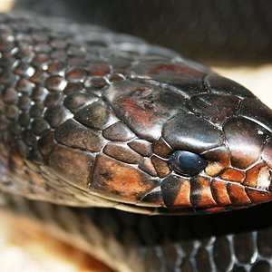 IMG_3611 (Large).JPG