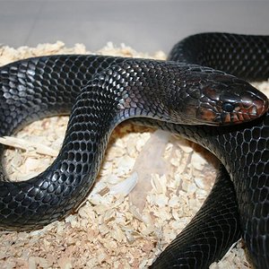 IMG_3612 (Large).JPG