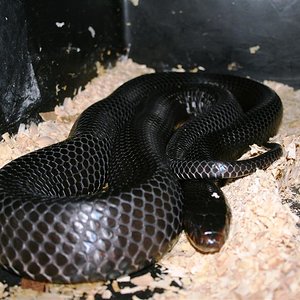 IMG_3597 (Large).JPG