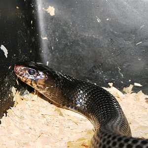 IMG_3603 (Large).JPG