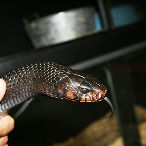 IMG_3599 (Large).JPG