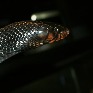 IMG_3601 (Large).JPG