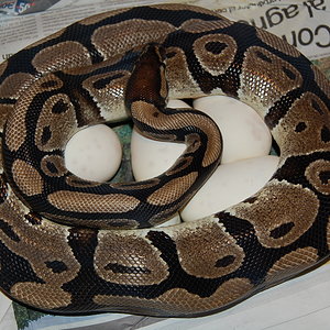 nom 3 X albino , 10.8.2010.JPG