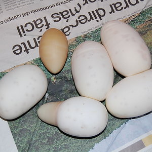 nom 3 X albino , 10.8.2010....JPG