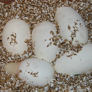 nom 3 X albino , 10.8.2010...---.JPG