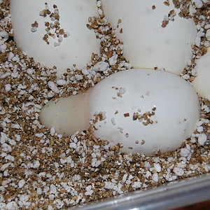 nom 3 X albino , 10.8.2010.......JPG