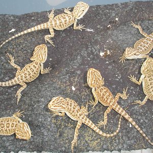 grupito naranjas.jpg