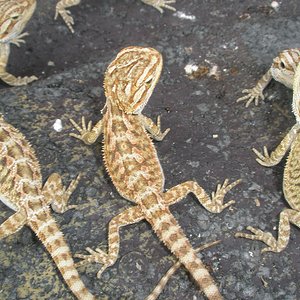 grupo naranjitas cerca!.jpg