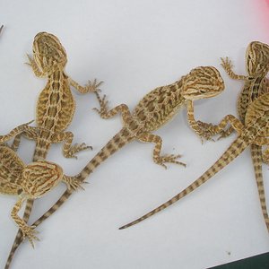 grupito amarillas!.jpg