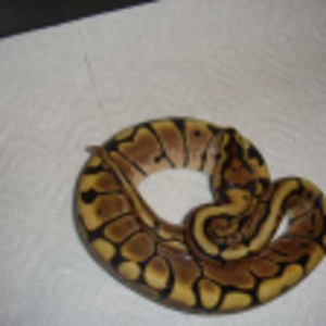 macho 1.reducido.jpg_thumb.png