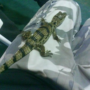 Mi caiman 12.jpg