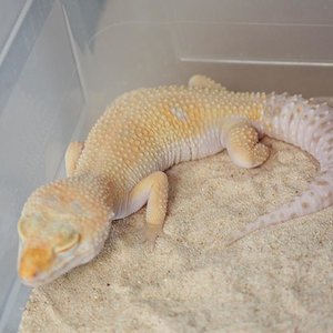 1.0 TREMPER ENIGMA het ECLIPSE.JPG