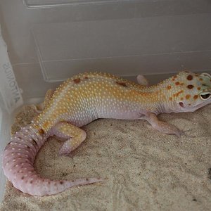 0.1 BEE het TREMPER.JPG