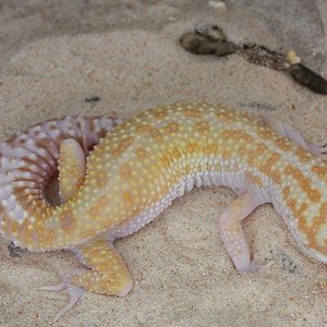 0.1 RAPTOR het DB.JPG