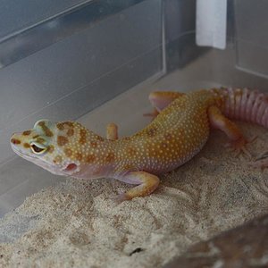 0.1 TREMPER ENIGMA het ECLIPSE.JPG