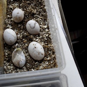 Copia de Schlüpfen der Eier von Henry sept 2010 006 (1024x768).jpg