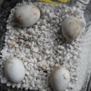 Copia de Schlüpfen der Eier von Henry sept 2010 012 (1024x768).jpg