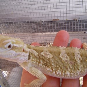 agamas 042 (1024x768).jpg