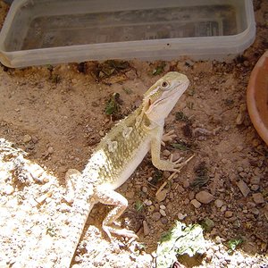 agamas 045 (1024x768).jpg