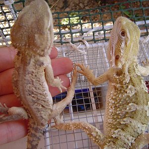 agamas 039 (1024x768).jpg