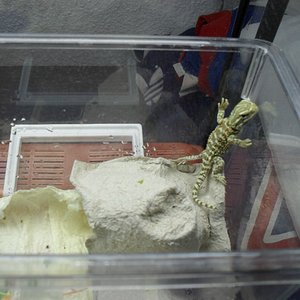 Schlüpfen der Eier von Henry sept 2010 001 (1024x768).jpg