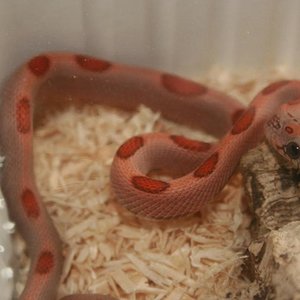 Sunkissed Diffused Stripe 1.jpg