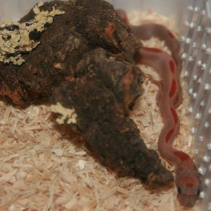 Sunkissed Diffused Stripe 2.jpg