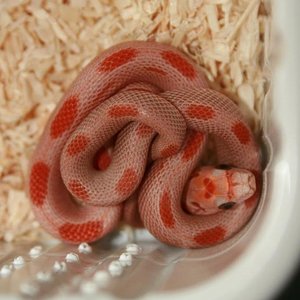 Sunkissed Diffused Stripe.jpg