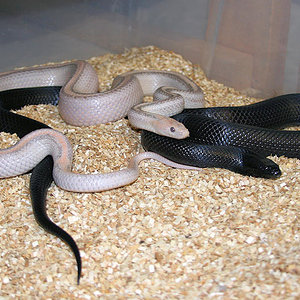 Nigtitus x guttata lavender motley.jpg