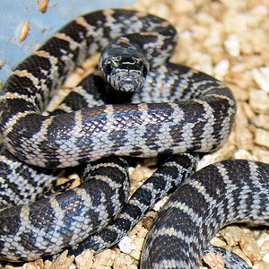 Nigtitus x guttata lavender motley baby.jpg