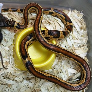 Super puebla corn 50% Pueblan Milk:37.5% Corn:12.5% Cali King .jpg