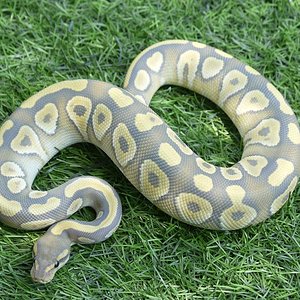 Hypo Mojave macho.JPG