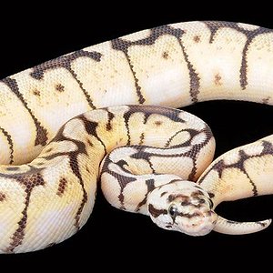 bumble bee hembra 1.jpg