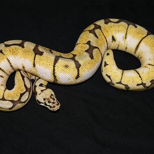 bumble bee hembra 2.JPG