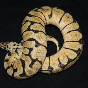 bumble bee macho.JPG