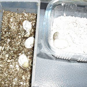 Schlüpfen der Eier von Henry sept 2010 002 (1024x768).jpg