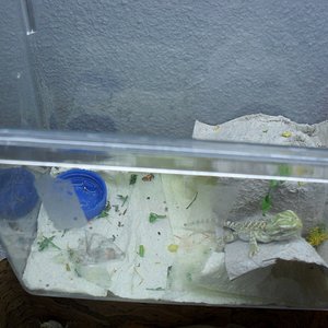 Schlüpfen der Eier von Henry sept 2010 004 (1024x768).jpg