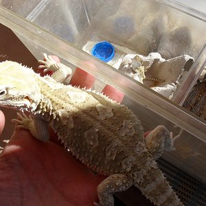 kleine Henrys auf der Terrase 001 (1024x768).jpg