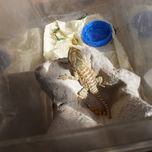 kleine Henrys auf der Terrase 002 (1024x768).jpg