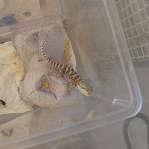 kleine Henrys auf der Terrase 003 (1024x768).jpg