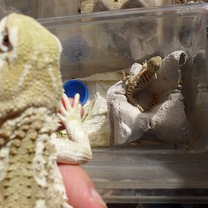 kleine Henrys auf der Terrase 004 (1024x768).jpg