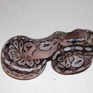 Pewter 1.. 10-9-2010.JPG