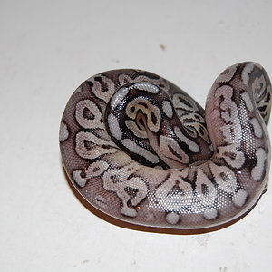 Pewter 1-10-9-2010.JPG