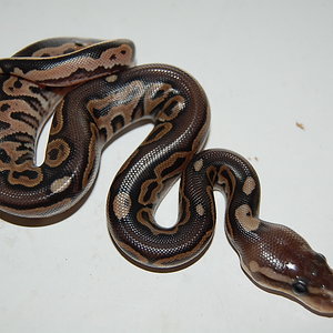 cinnamon 10-9-2010....JPG