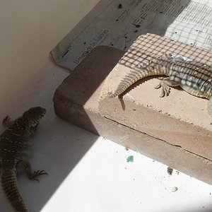 SDC10182 (1024x768).jpg